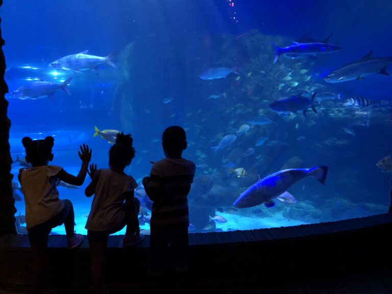 sealife aquarium