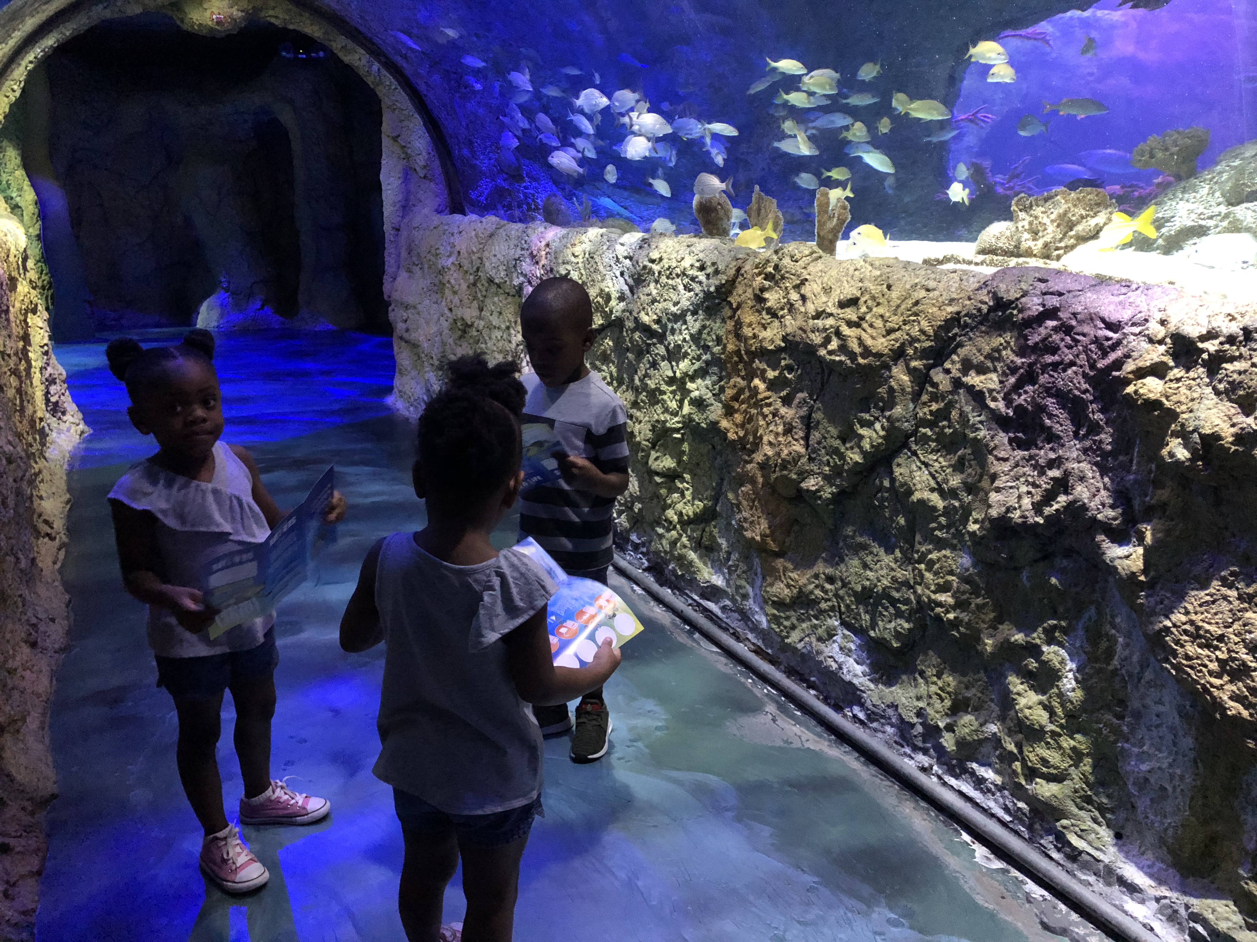 sea life orlando sea life orlando