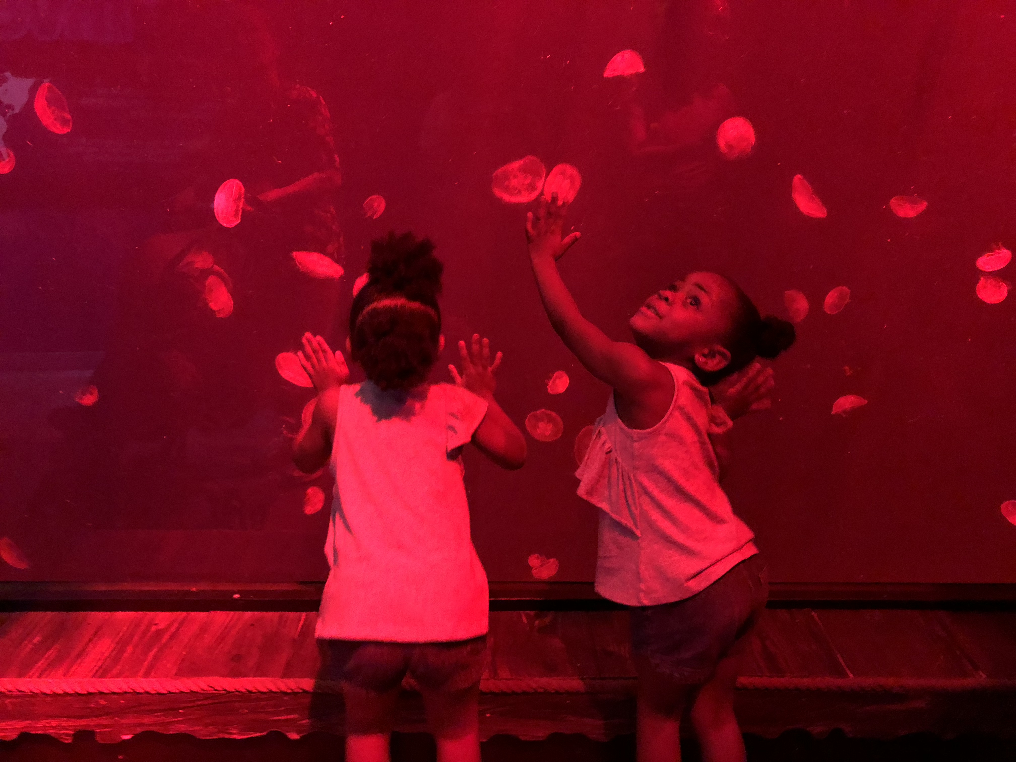 sea life orlando