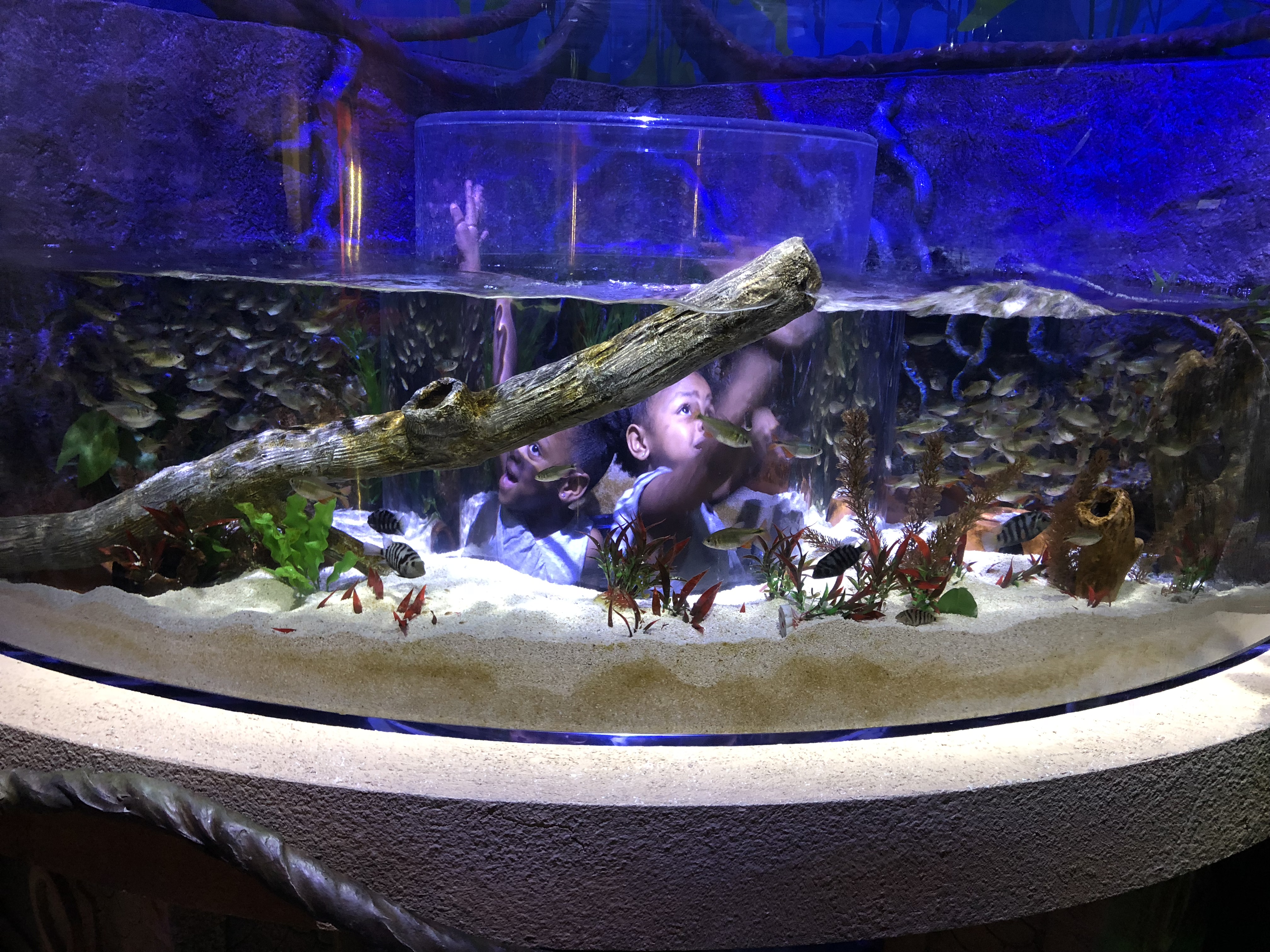 sea life orlando sea life orlando
