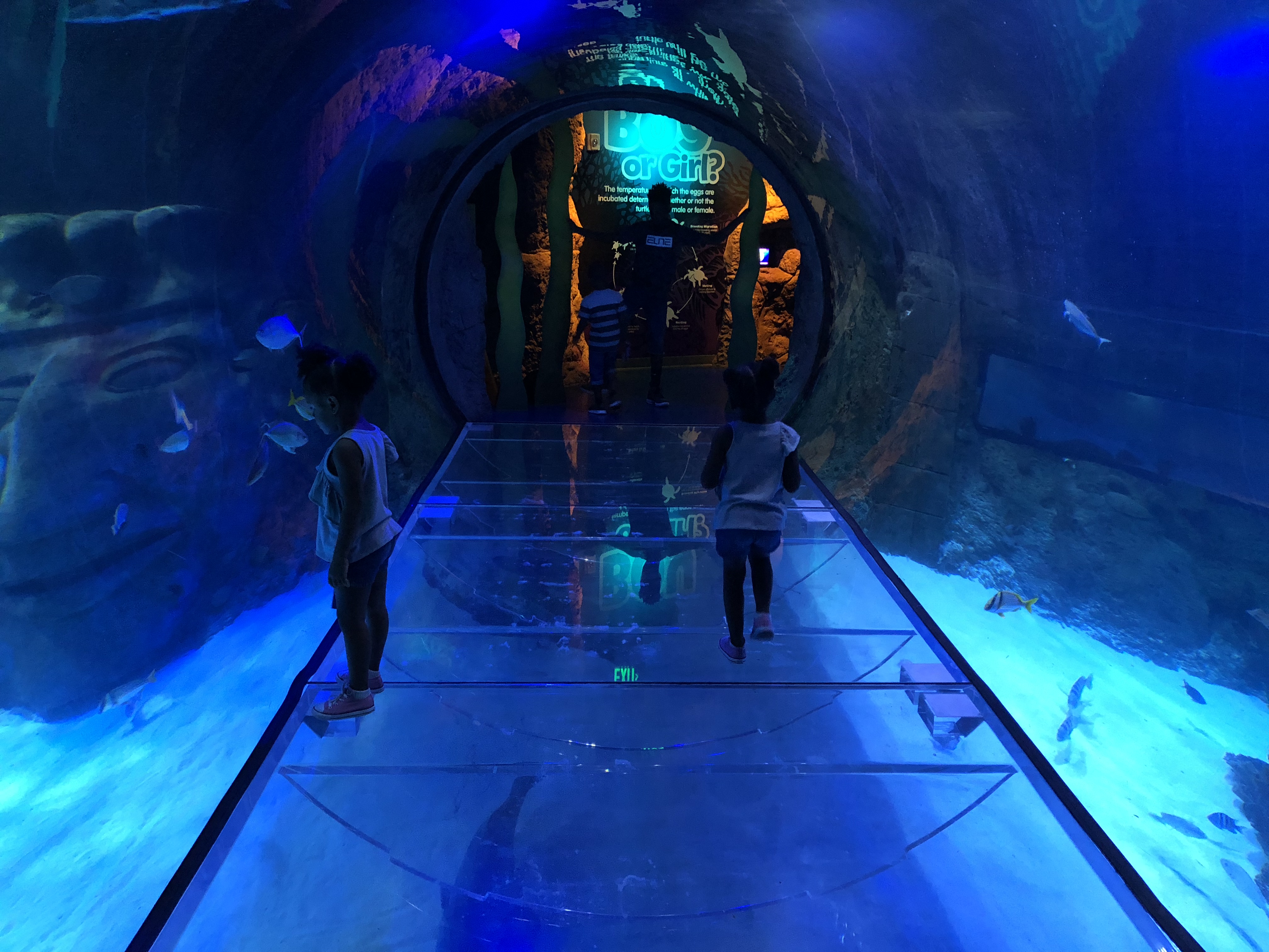sea life orlando sea life orlando