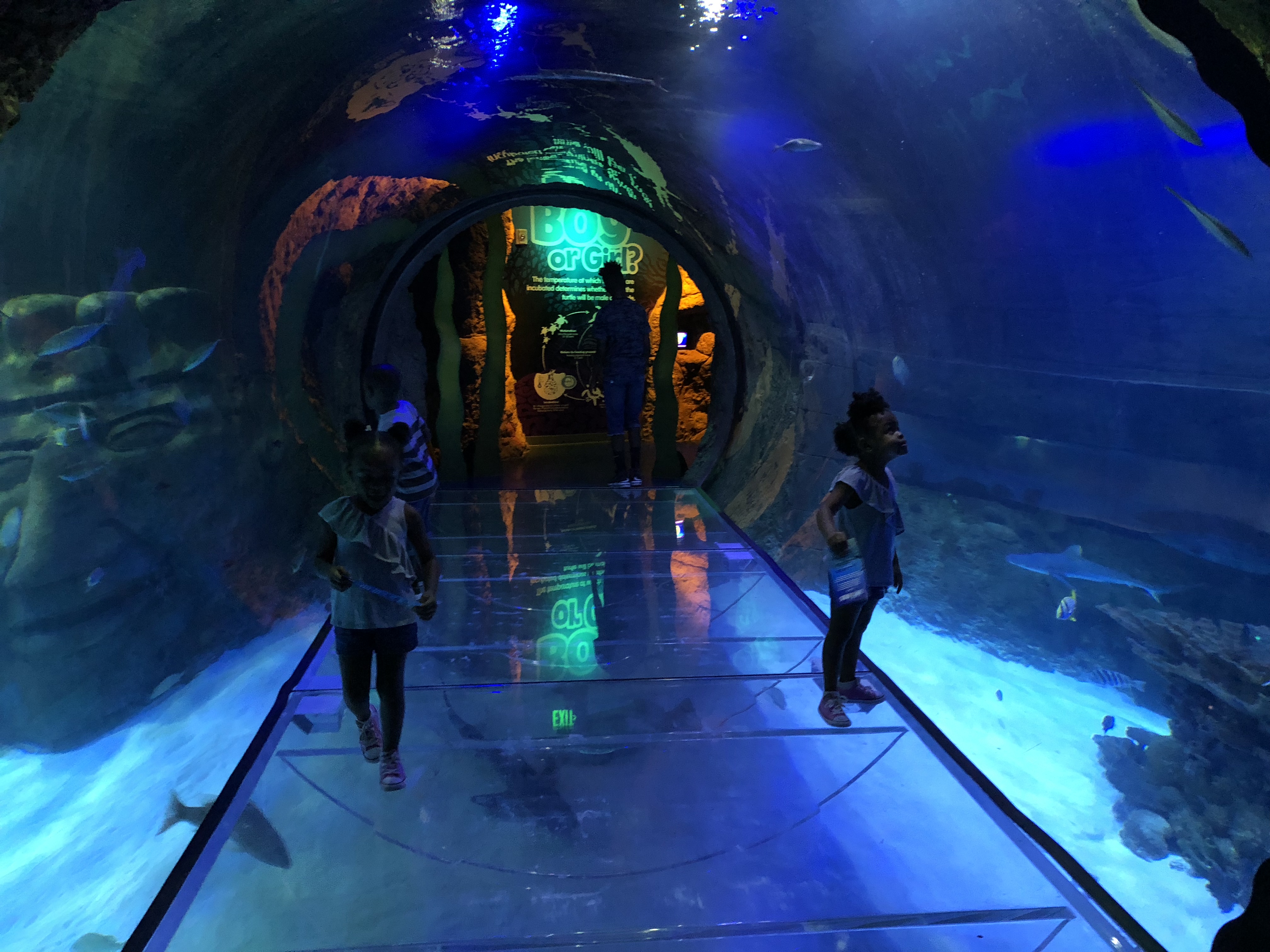 sea life orlando sea life orlando