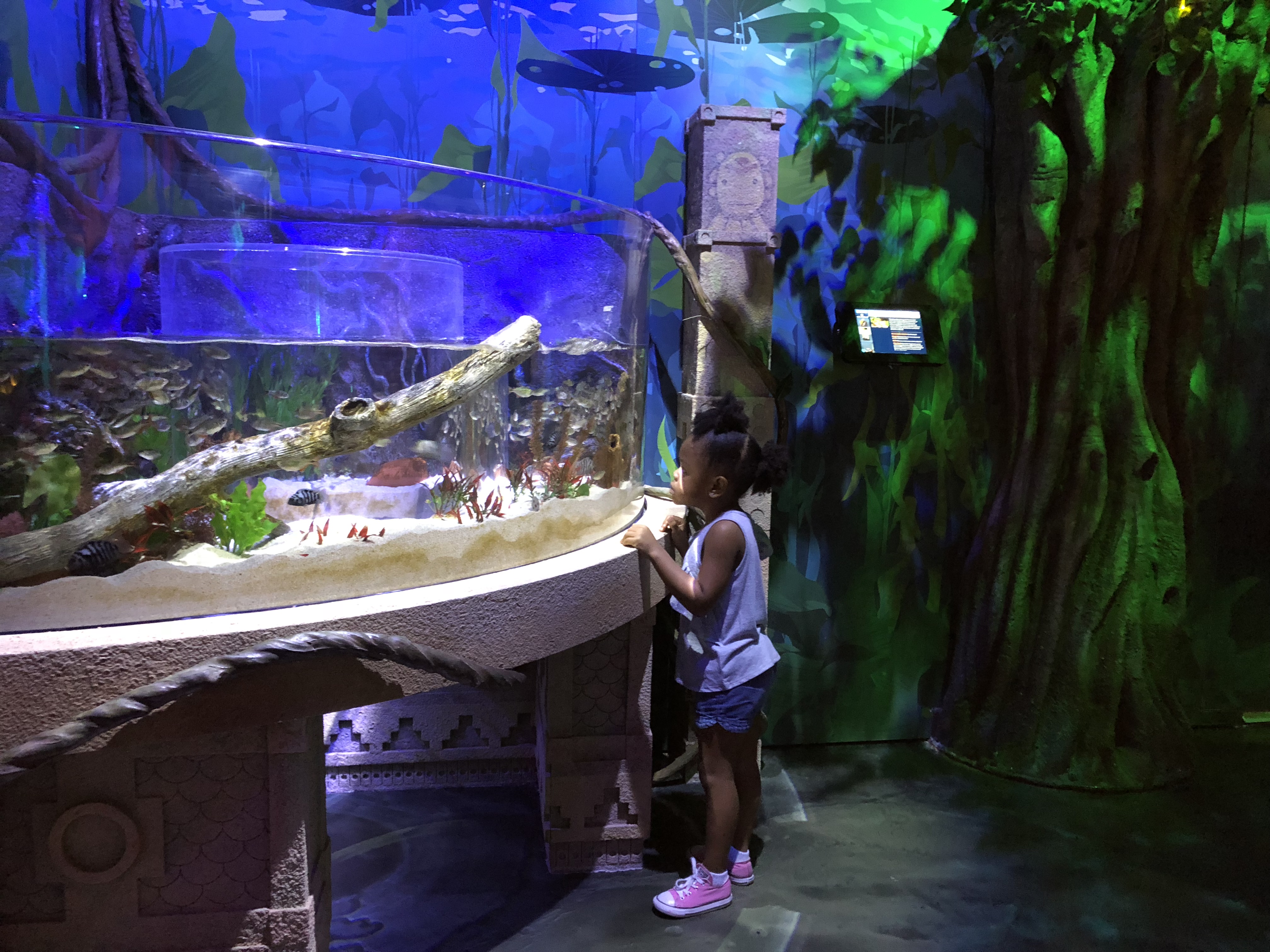 sea life orlando sea life orlando